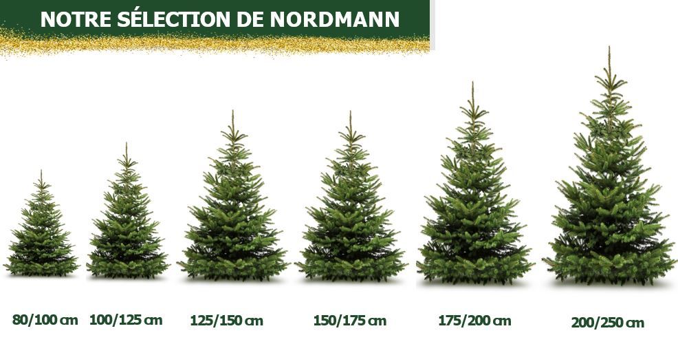 Sapins Nordmann